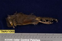 藏品(藪鳥)的圖片